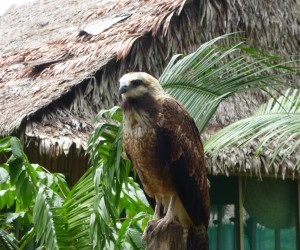 Fauna Silvestre Amazonas Fuente: Uff.Travel